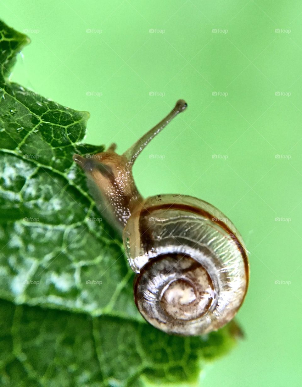 A snails life 