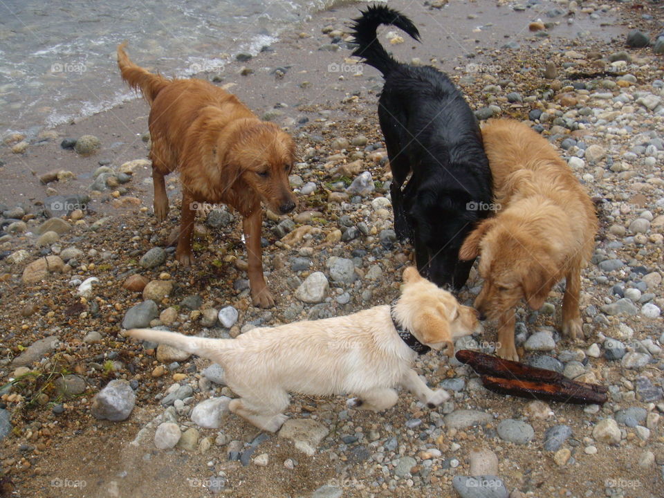 There is a golden retriever, a black Labrador retriever, a yellow Labrador retriever and a golden/lab mix in this photo.