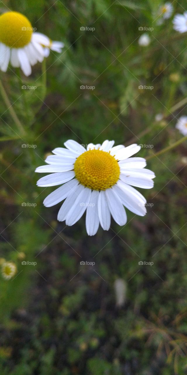 Chamomile