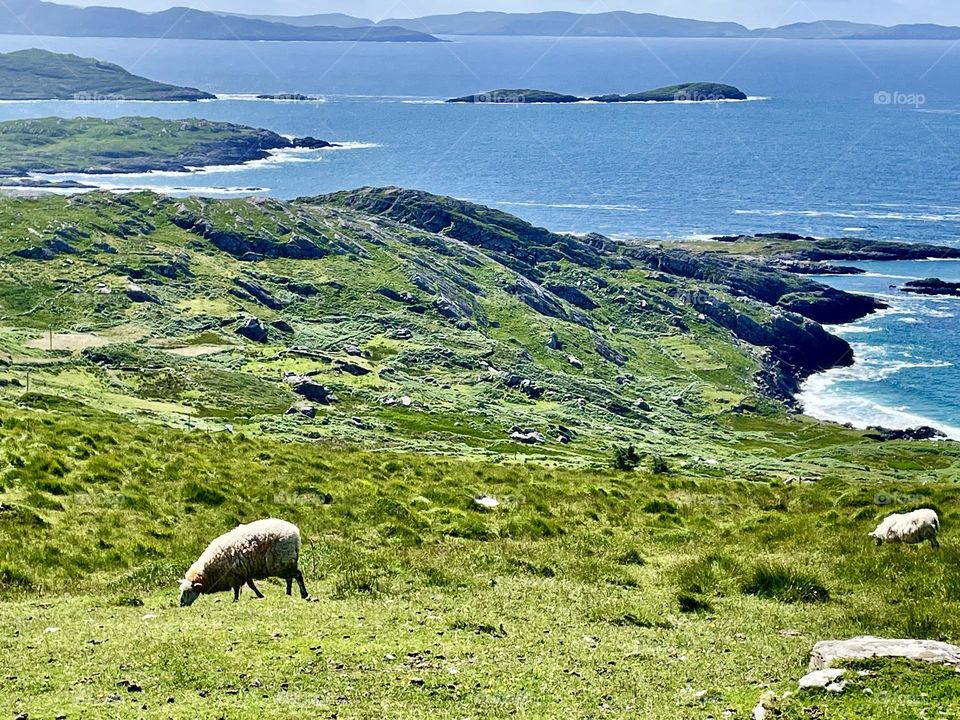 Sheep graze lazily along a seaside meadow on a Spring Irish day.