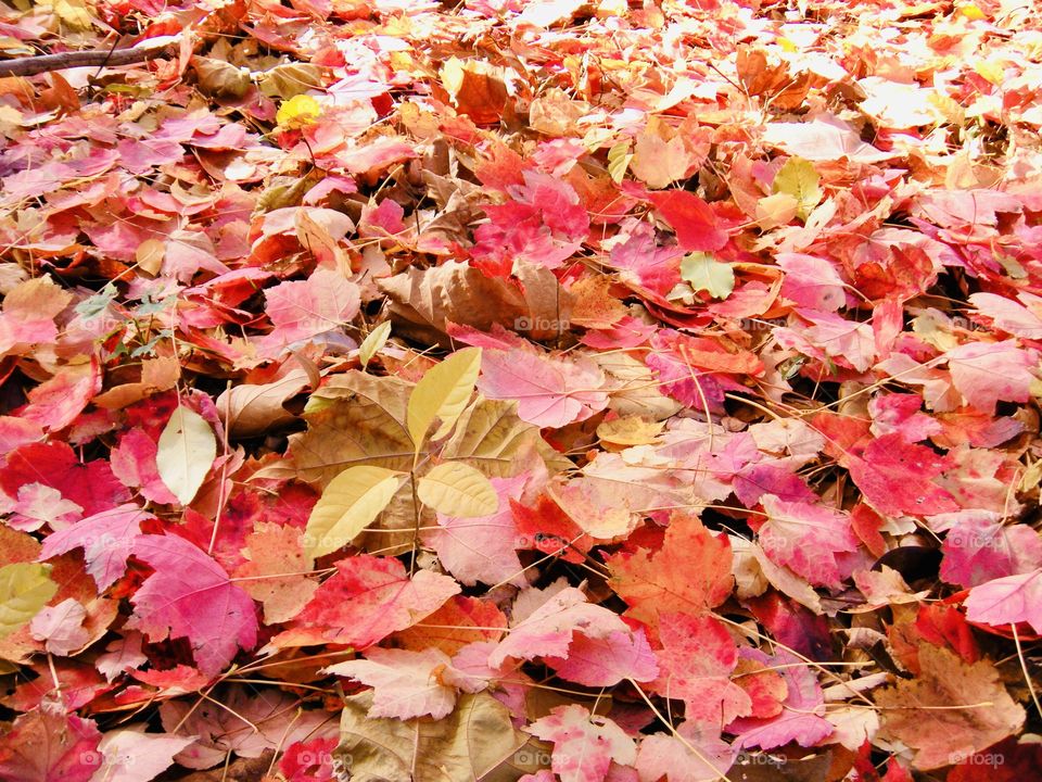 Fallen autumn leaves-carpets the ground in the most-dazzling displays of scarlet,crimson,yellow and bronze.  To quote French author Albert Camus "Autumn is a second spring when every leaf is a flower."