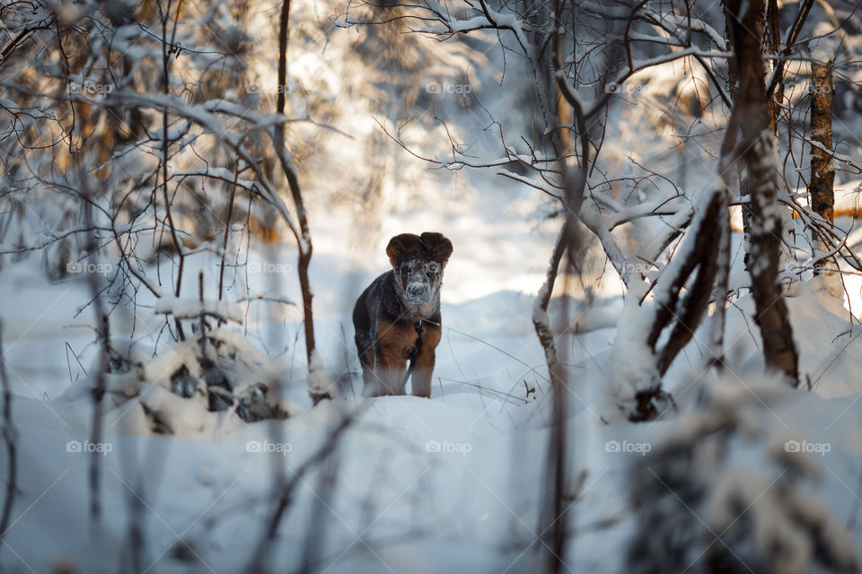 Red cute german shepard 3-th months puppy portrait at snow at the winter