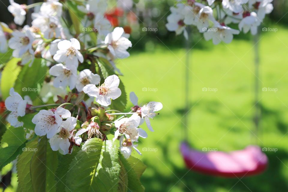 Summer in the garden and sunshine on the cherry tree 