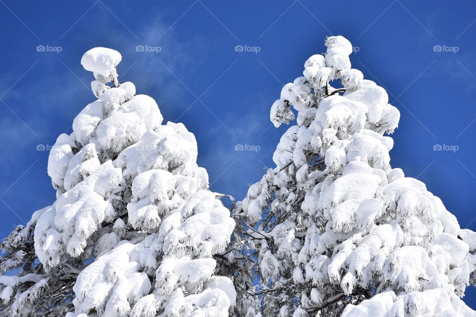 Pine trees covered in snow
