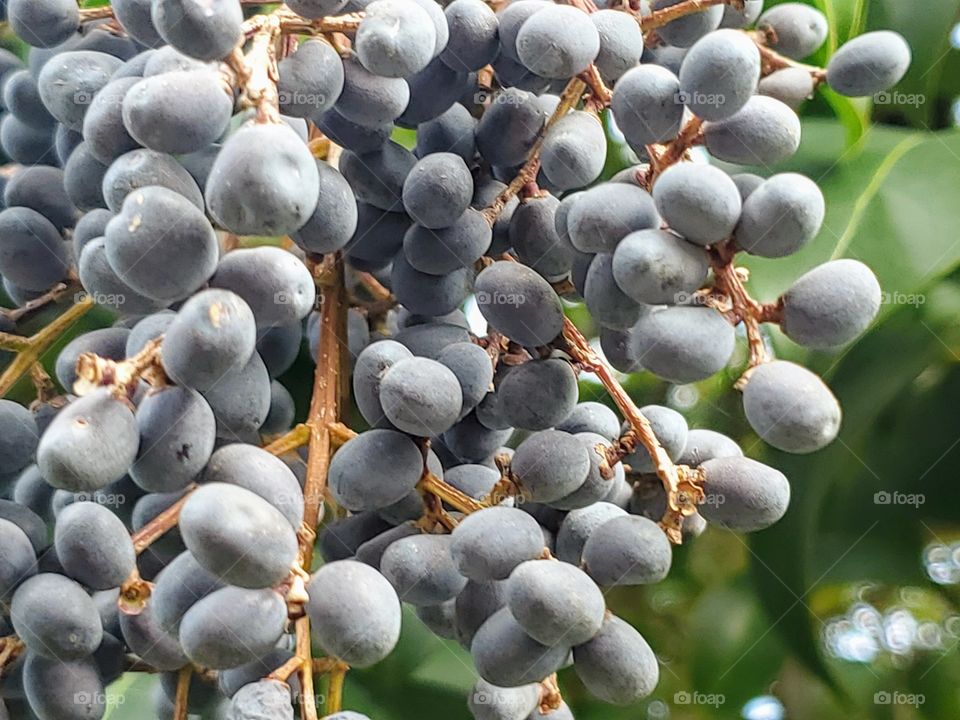 wild native berries in the forest