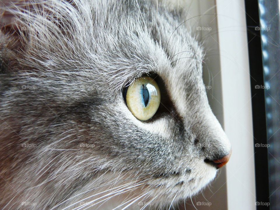 Cat's eye