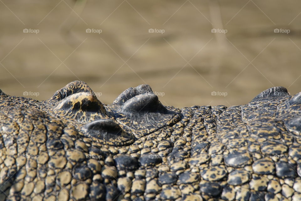 Back fins on a salt water crocodile