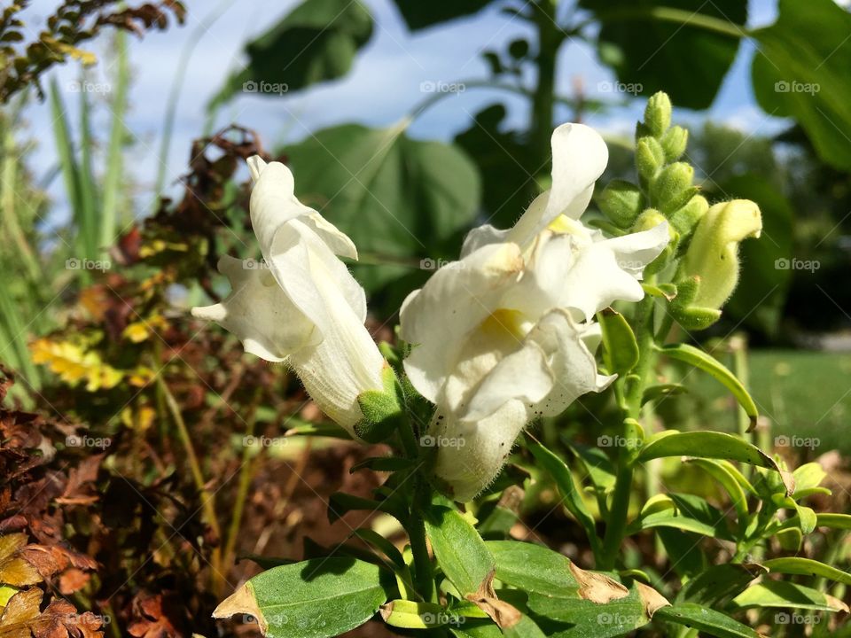 White blossom