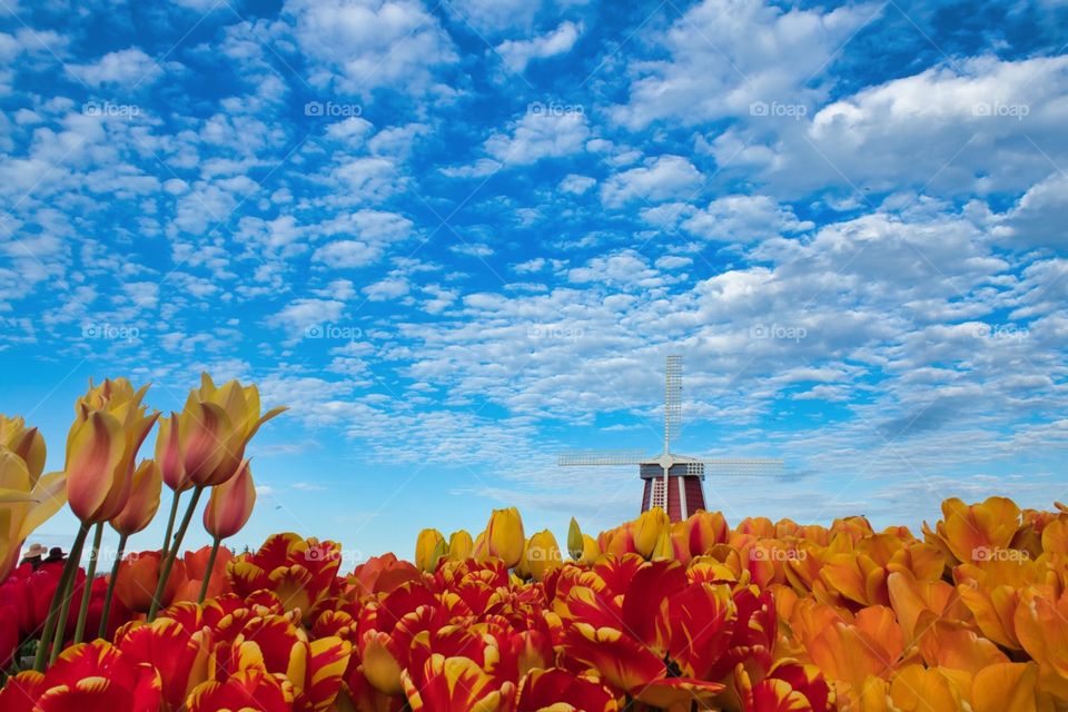 Windmill and Tulips