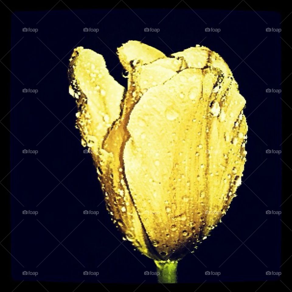 Yellow rain soaked tulip 