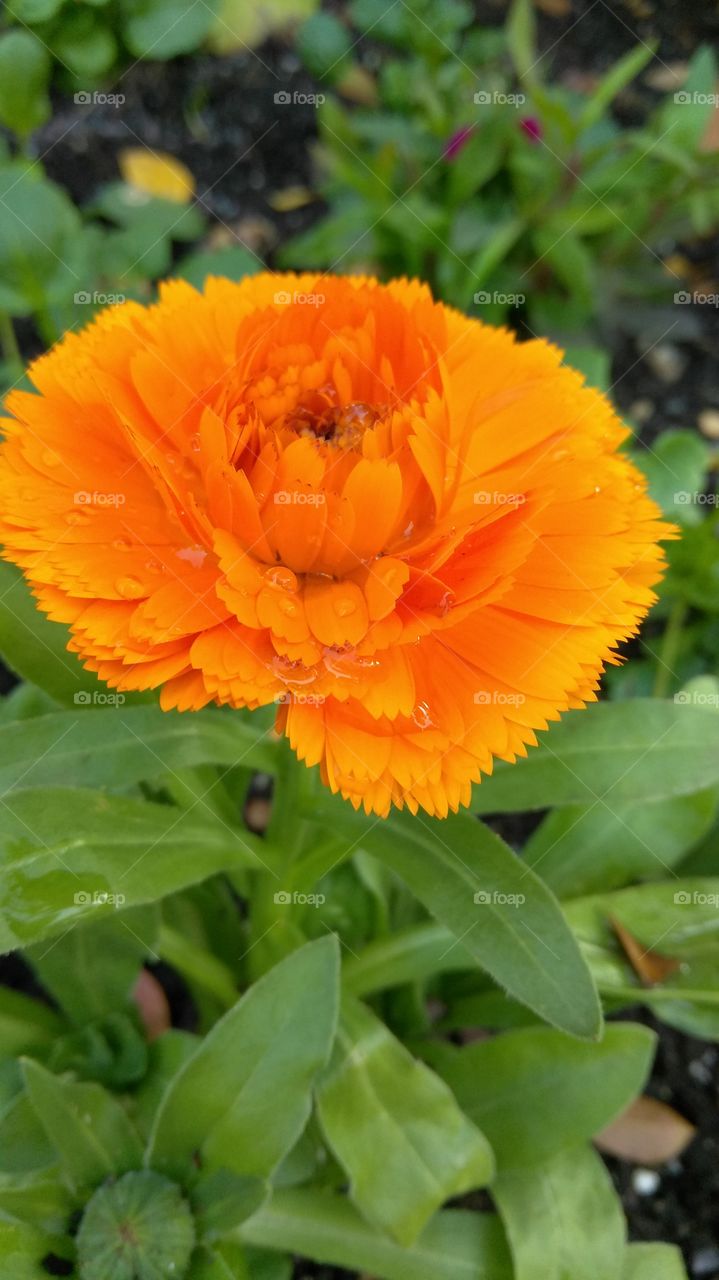 orange flower
