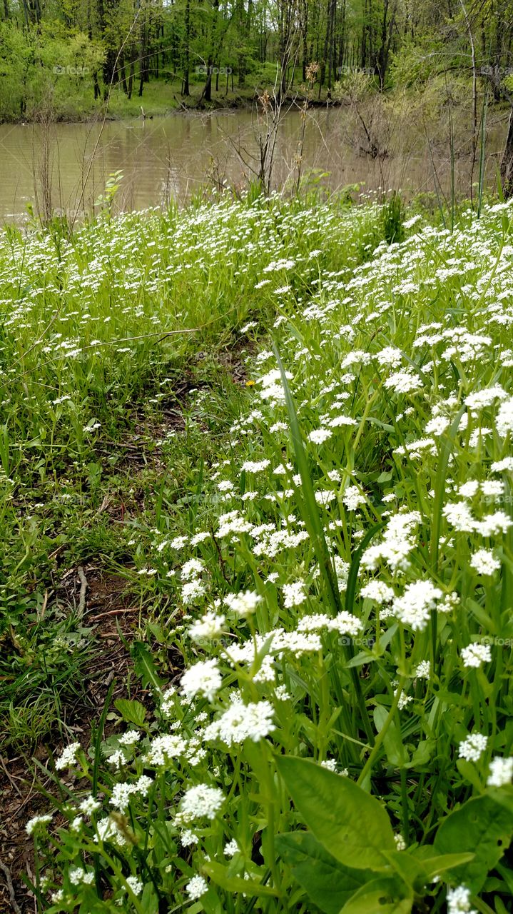 nature path flowers for Floral trees water