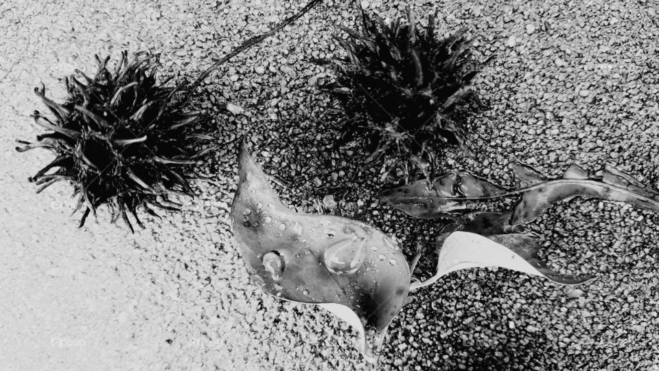 leaves from vine on concrete after the rain with seeds in black and white