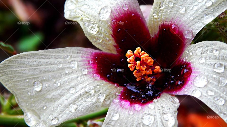 A flower blooms after a fresh rain fall 