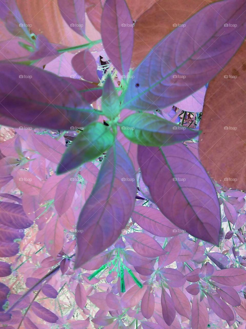 Electric Blue And Pertaining Purple Leaves