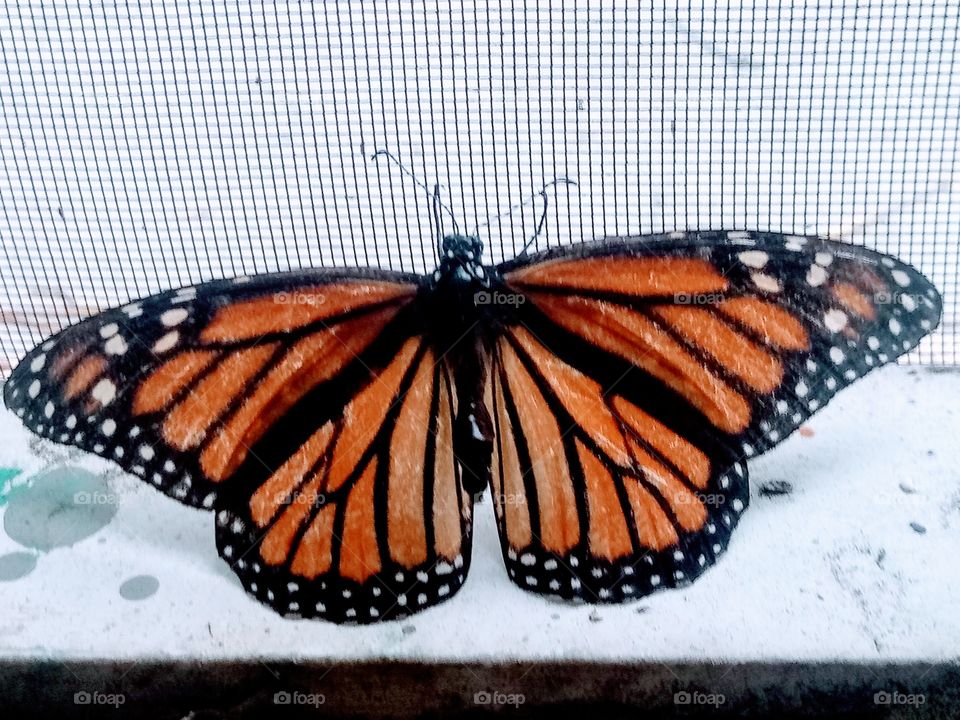 monarch butterfly