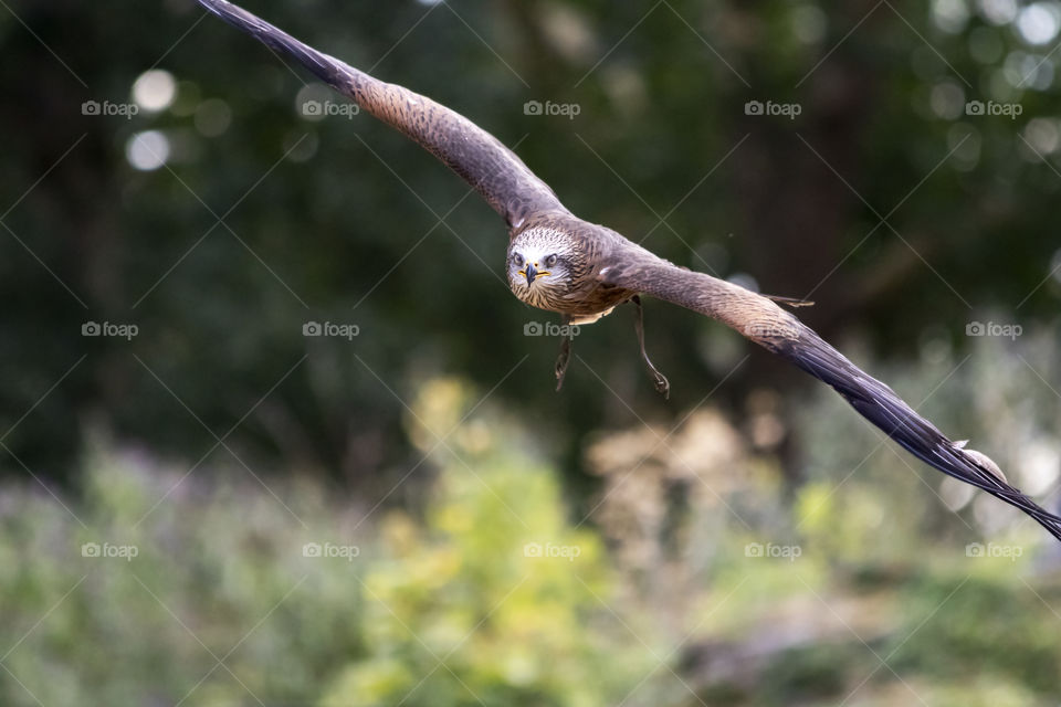 A portrait of a bird of prey soaring through the air ready to catch its prey. looking straight into the camera.