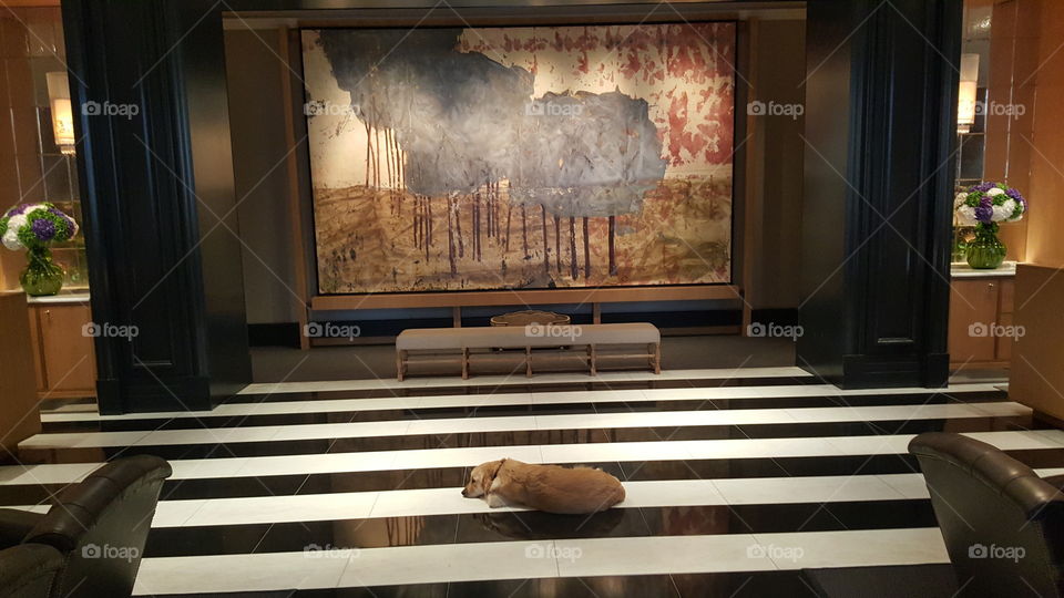 Dog in the museum