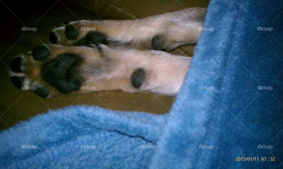 Dog Feet. my puppy is awesome