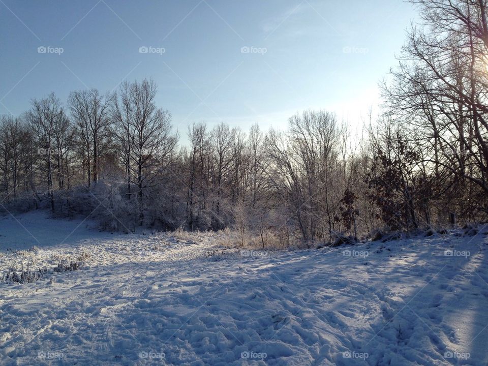 Trees growing on snowy landscape