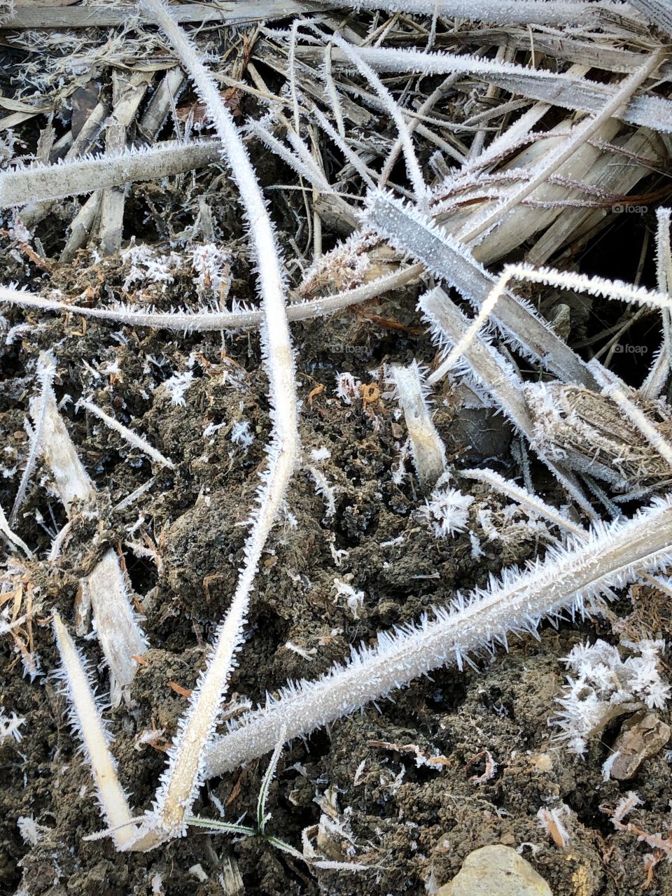 Morning frost on the ground.