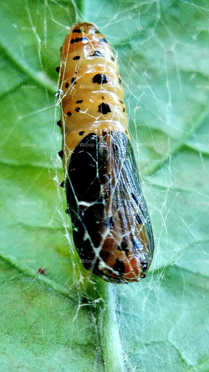 cocoon