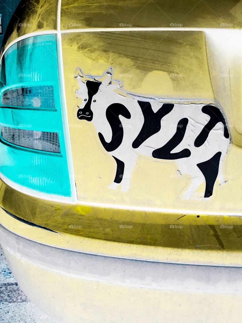 Cow sticker seen on trunk of car