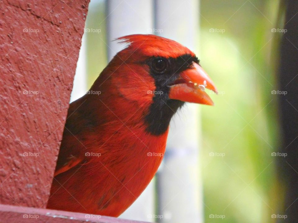Birds & Bees - Nature in Motion - Birds in action - Cardinal feeding - Birds steer mainly with their tails, and some use their wings for precise maneuvers
