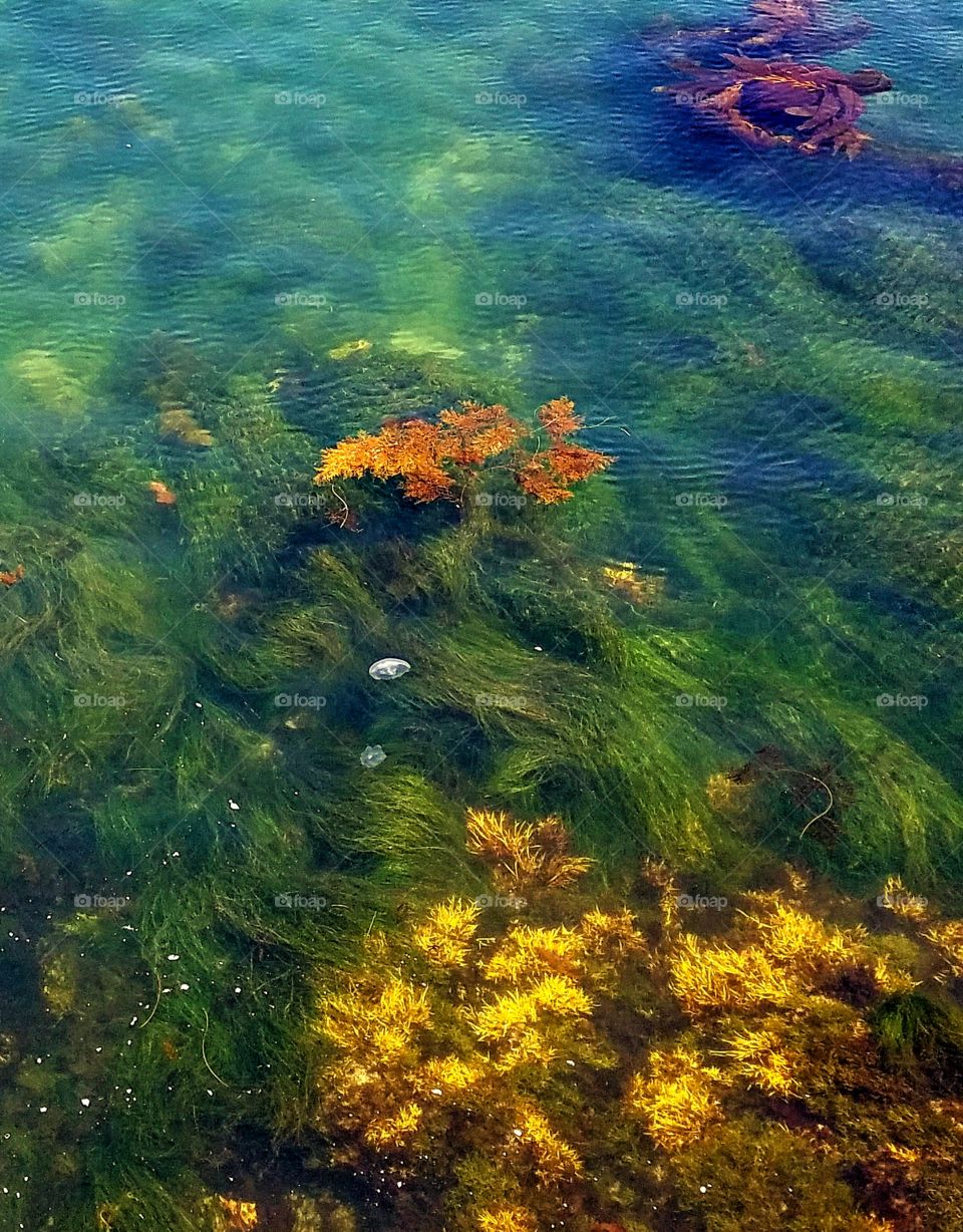 Watching the undersea life in Monterey Bay!