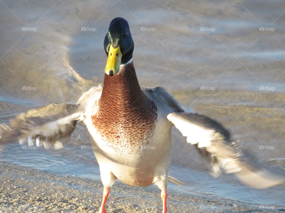 wild drake greets me