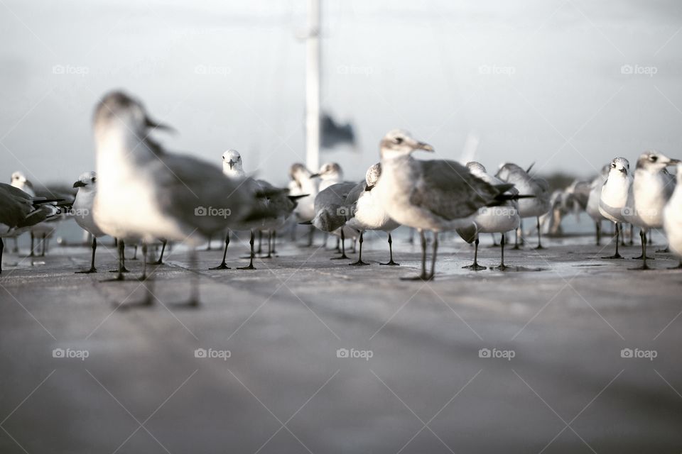 Birds on a dock with many legs in focus
