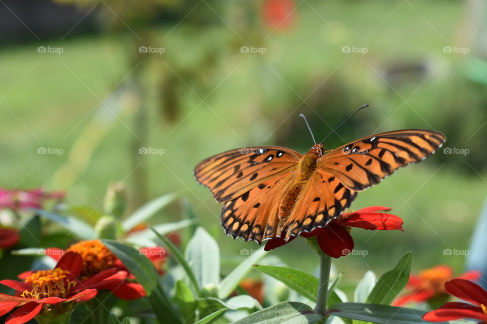 gulf fritillary butterfly on a zinnia flower.