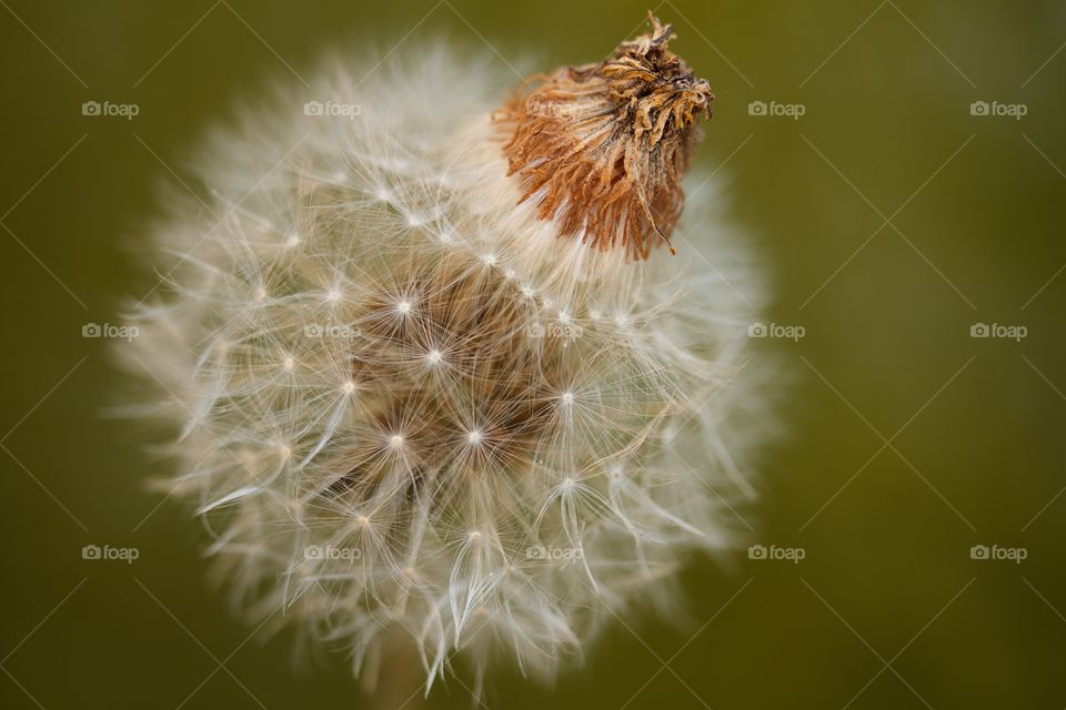 dried dandelion, dandelion seed, macro 