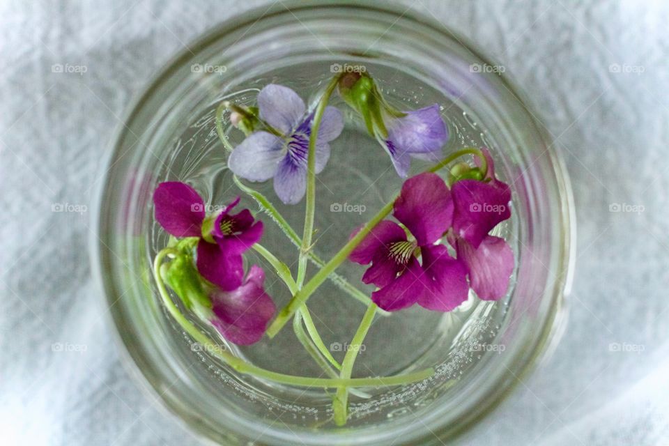 Little wild violets floating in water in a mason jar on white cotton fabric