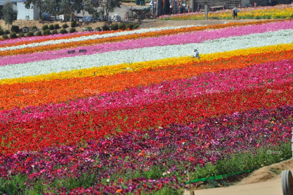 Flower fields 