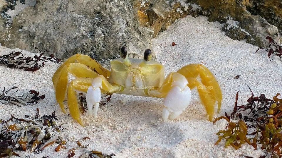 close up picture from a yellow and white Atlantic ghost crab on the beach at Barbados