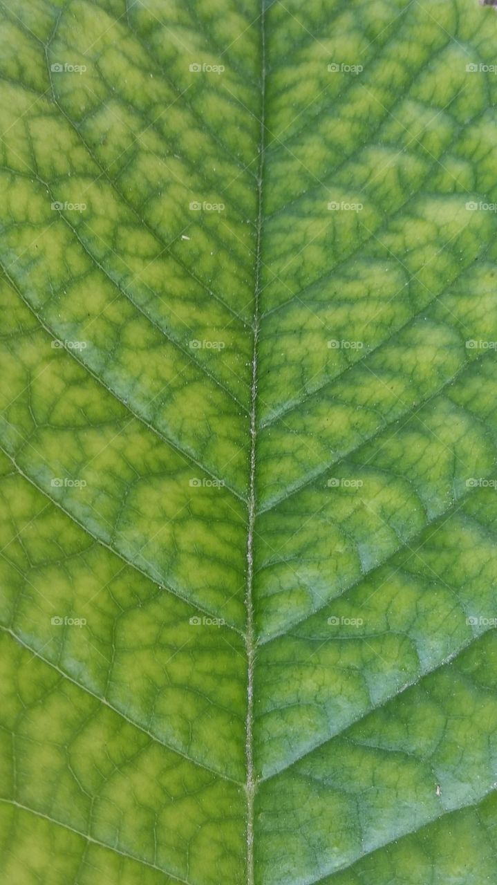 Macro shot of green leaf