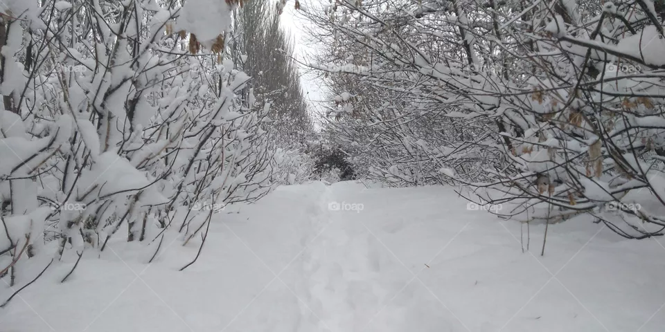 Winter