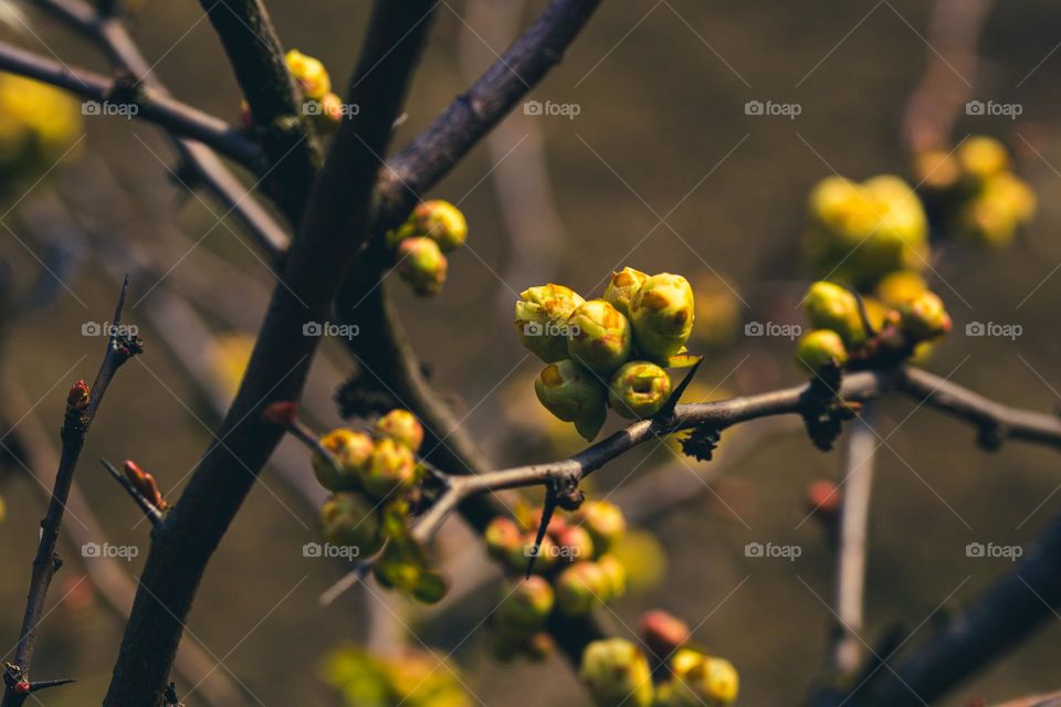 buds in a tree, waiting to emerge and enchante us with their beauty this spring