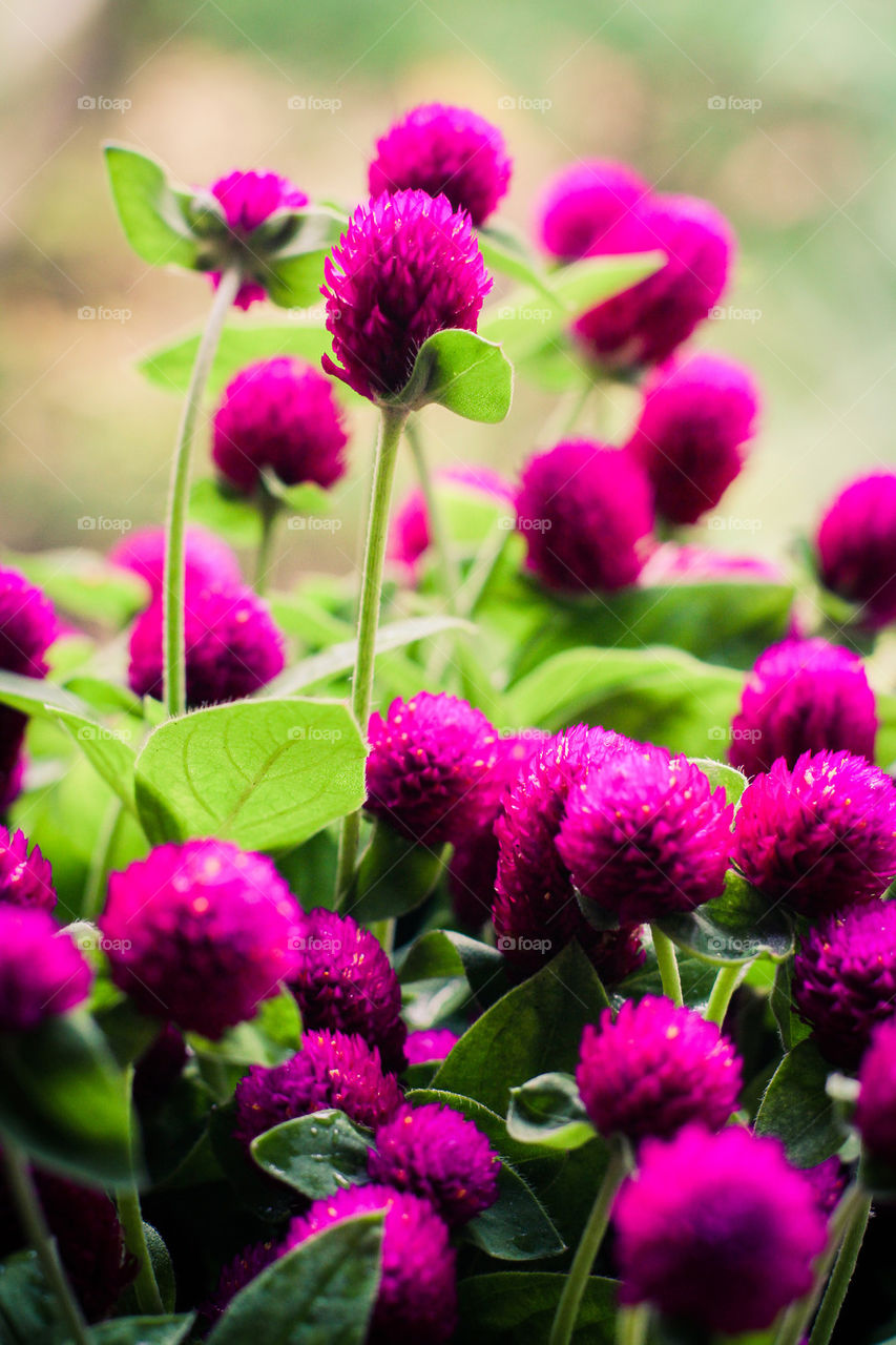 globe amaranth