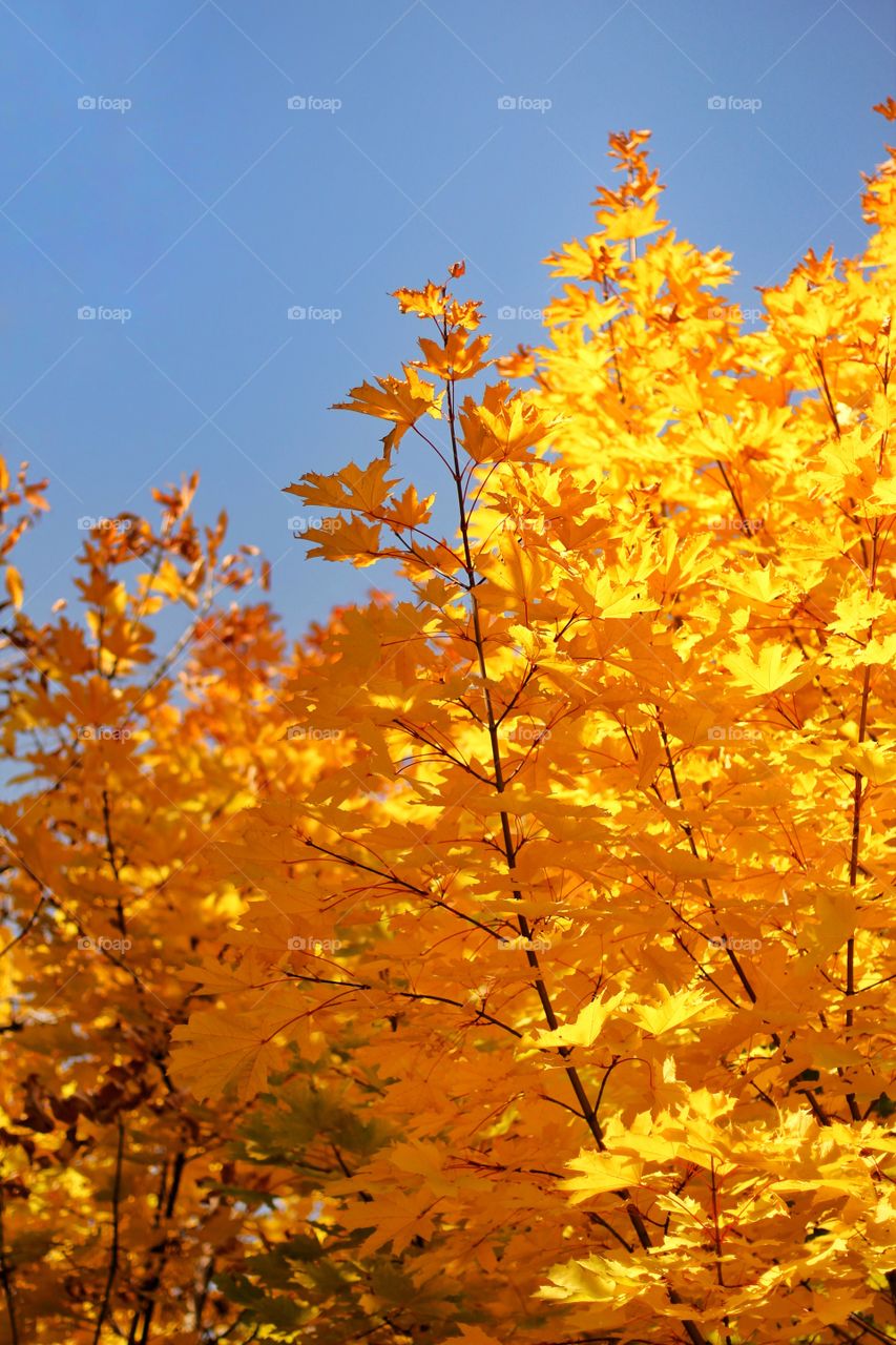 Yellow autumn maple leaves in the park against a blue sky.