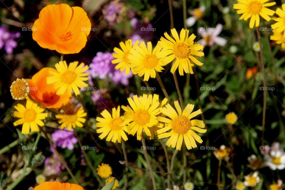 Spring Wildflowers in Meadow
