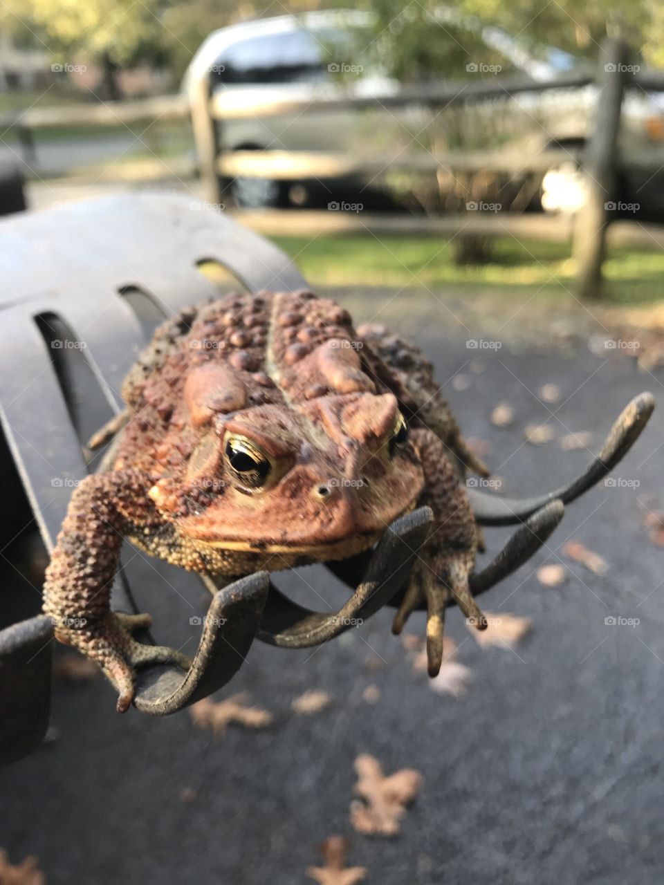 Toad sitting on rake, warm colors 