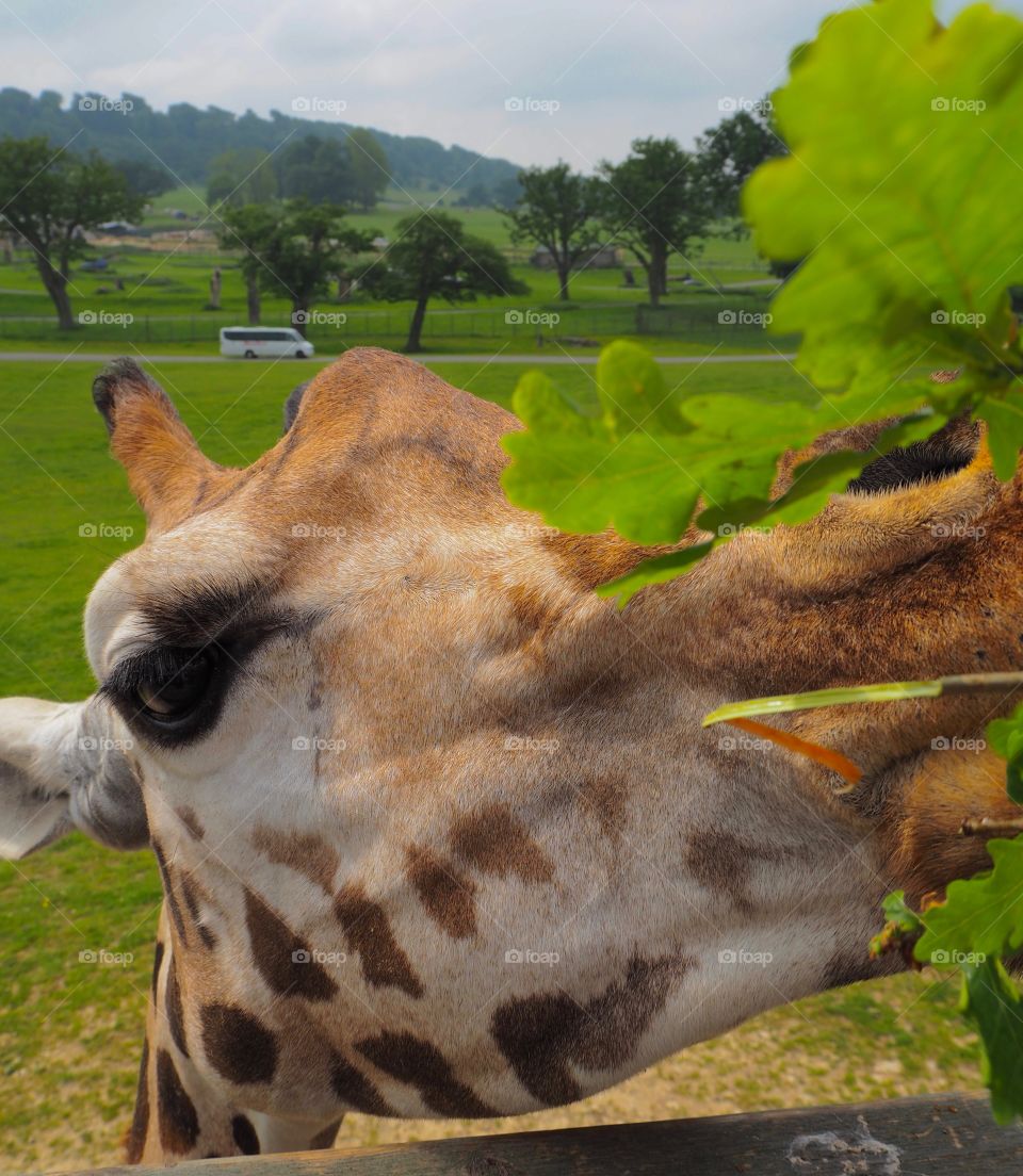 Giraffe being hand fed twigs and leaves