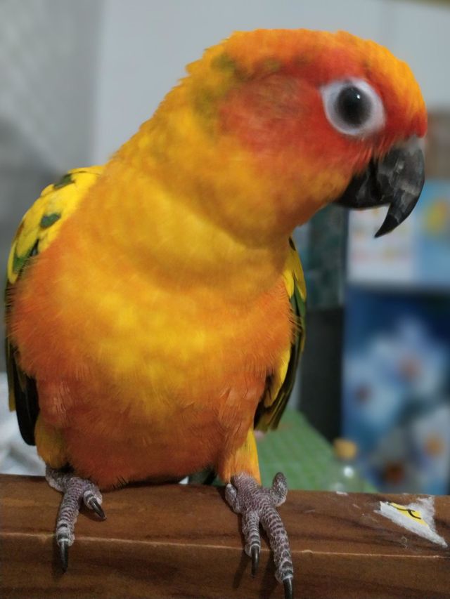 Sun Conure 02