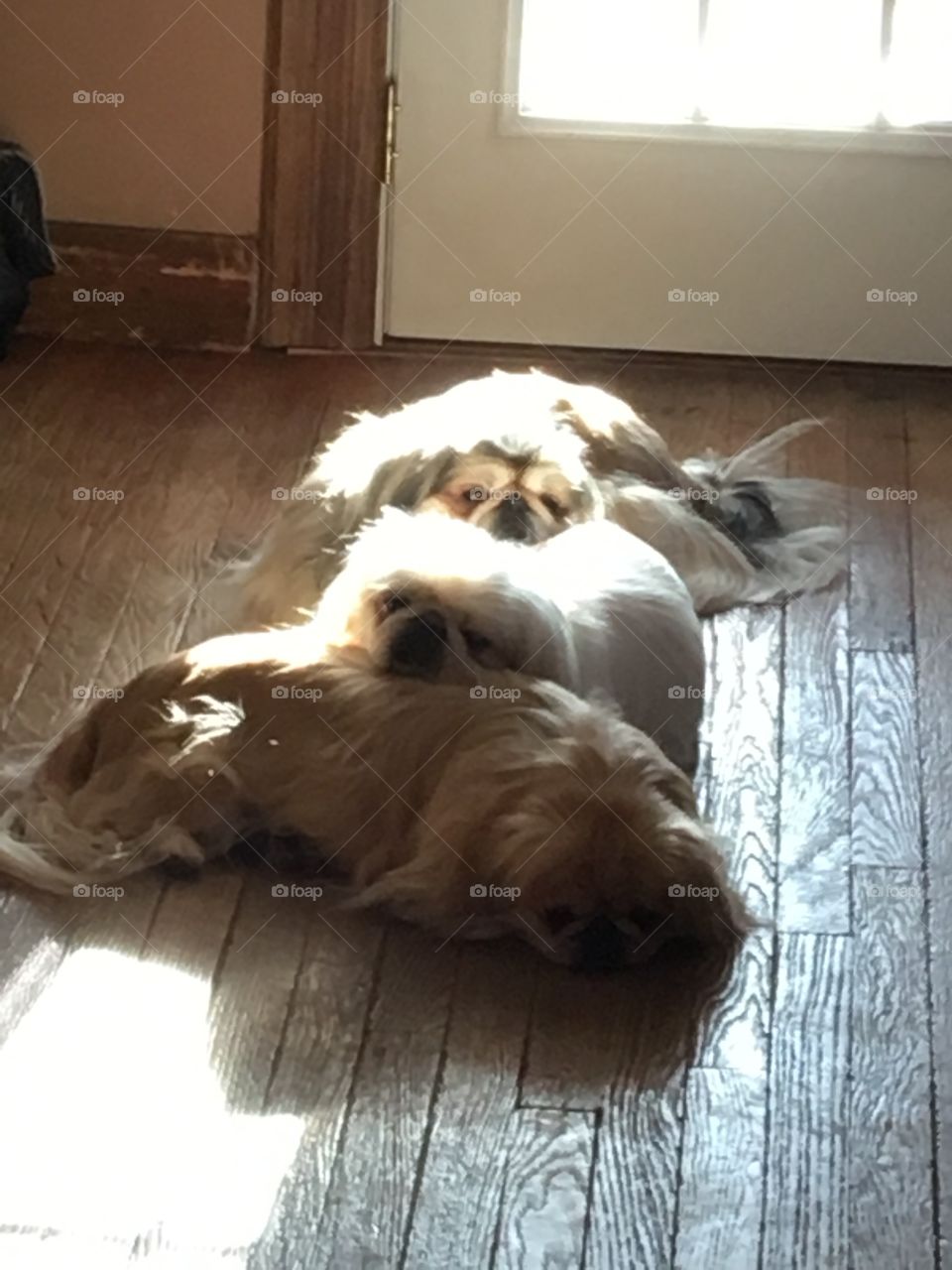 Three dogs in a row