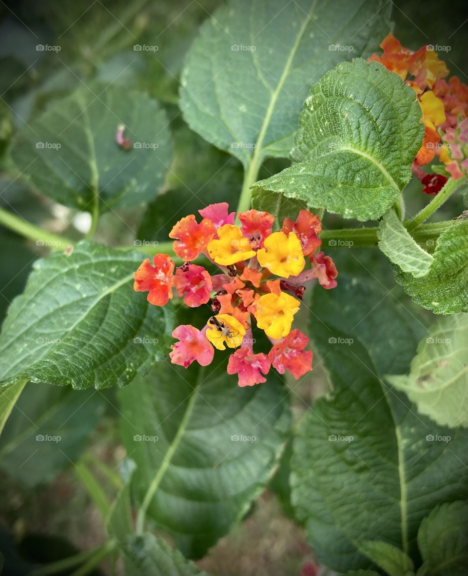 🌹 🇺🇸 Very beautiful flowers to brighten our day.  Live nature and its beauty. Did you like the delicate petals? / 🇧🇷 Flores muito bonitas para alegrar nosso dia. Viva a natureza e sua beleza. Gostaram das pétalas delicadas? 