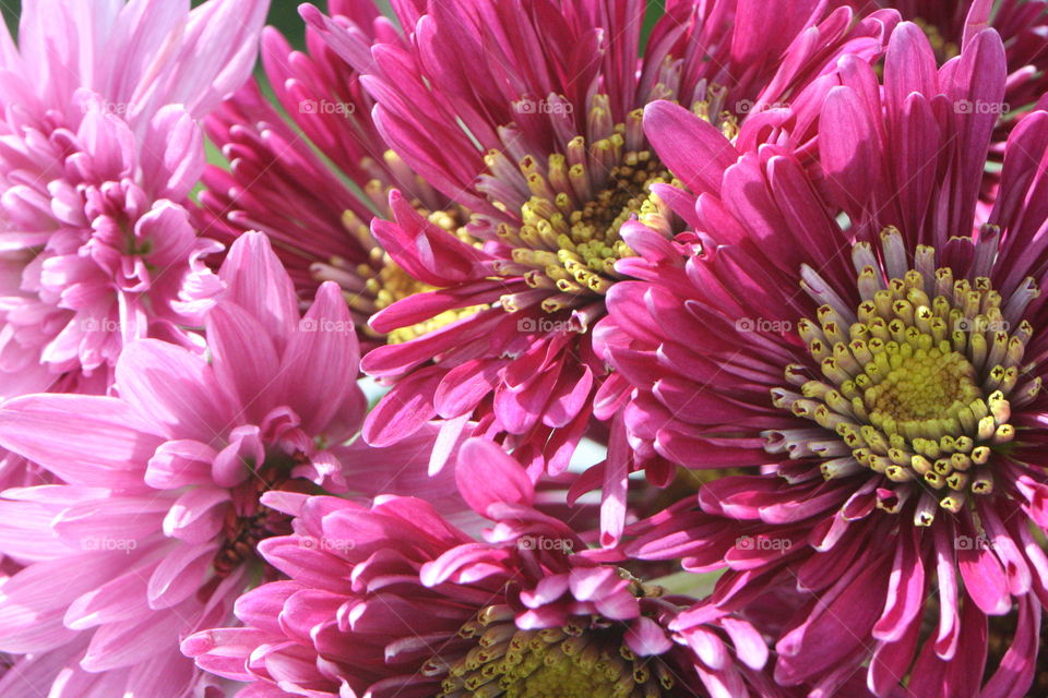 Purple Daisies