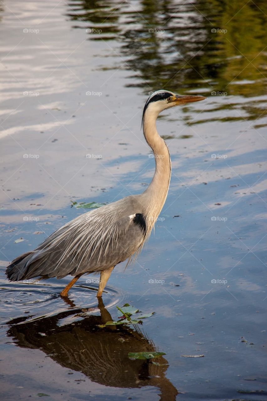 Water Bird