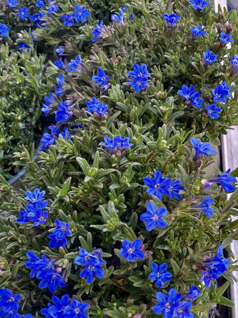 small blue flowers decorate the wall